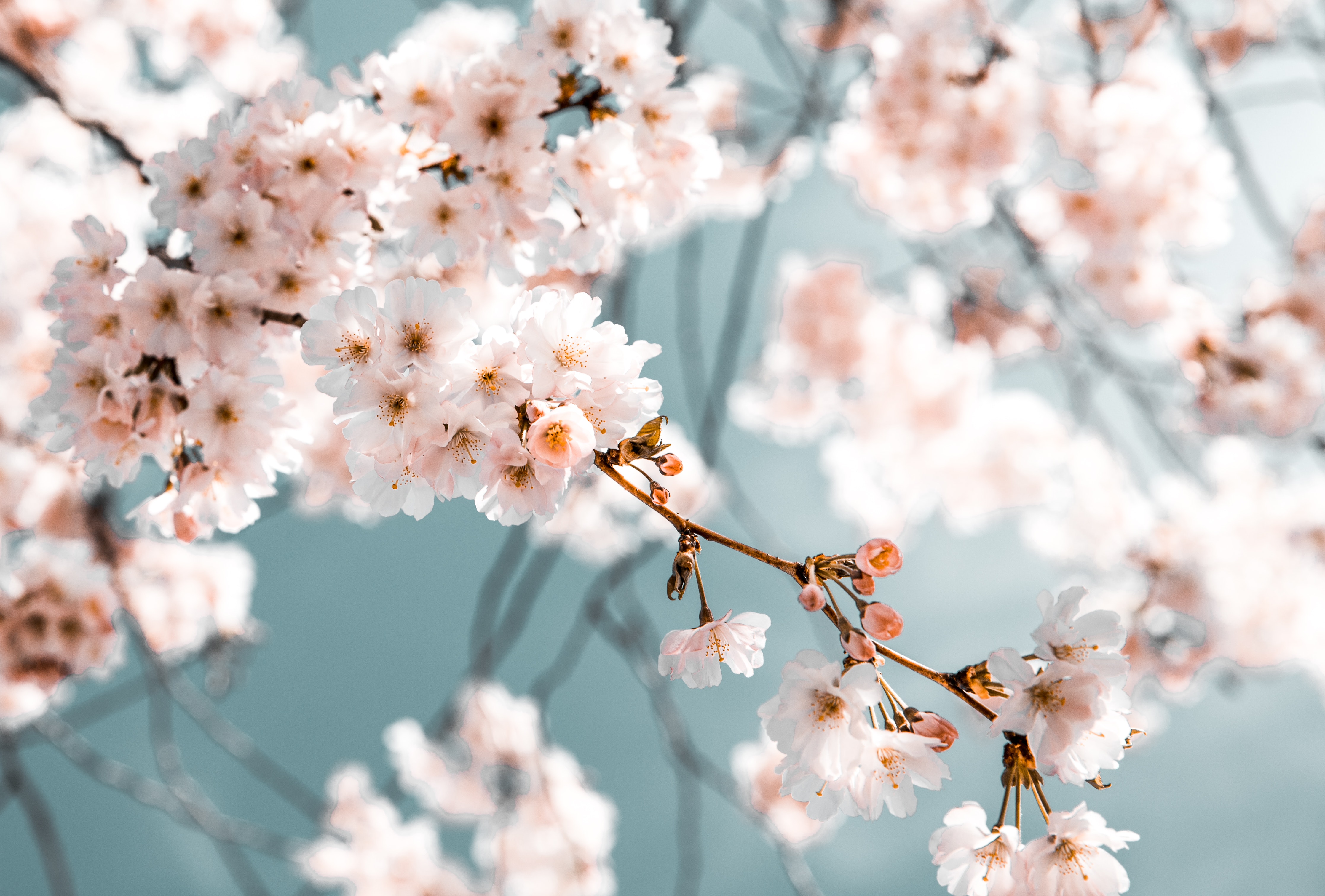 Banner Background