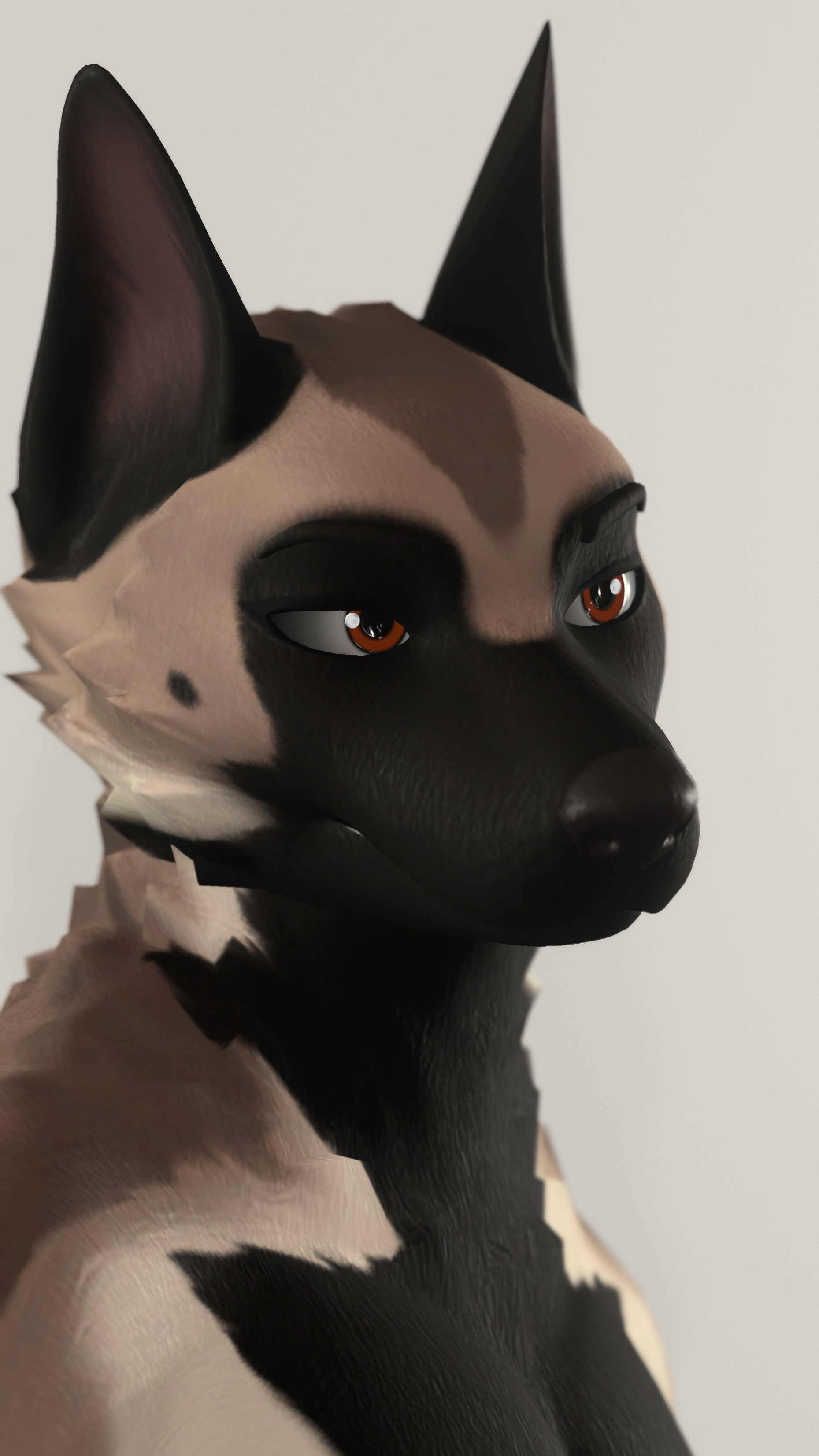 Malinois - Beau Textures