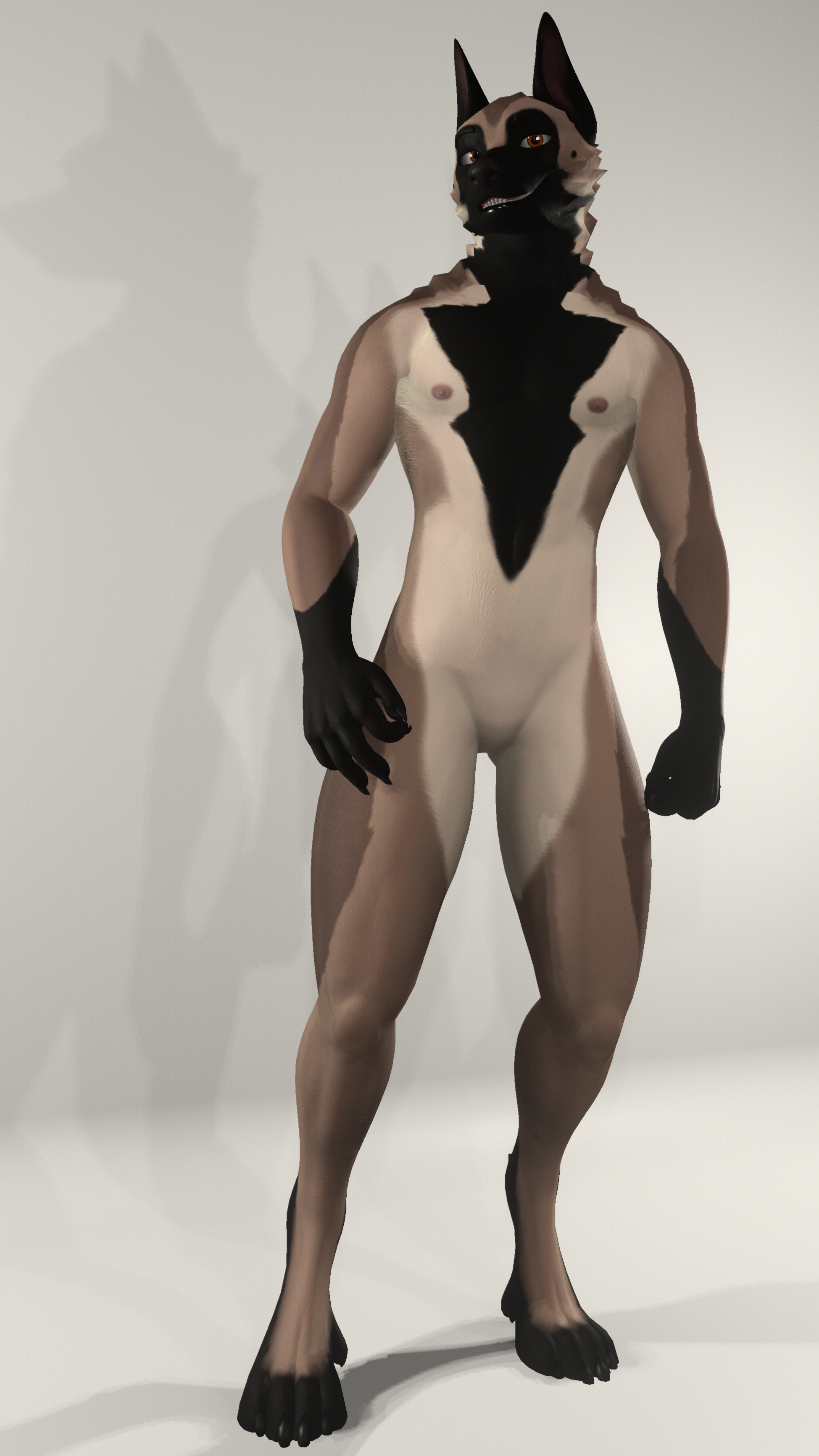 Malinois - Beau Textures
