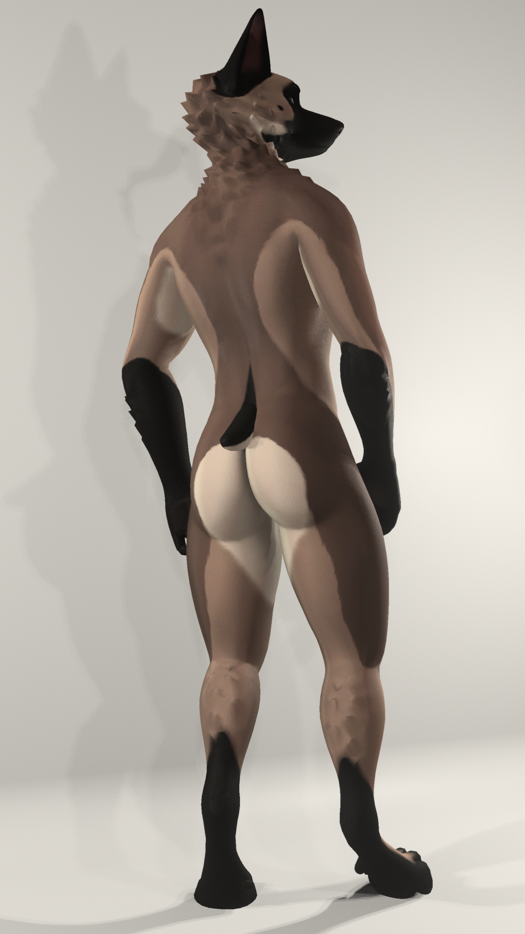 Malinois - Beau Textures