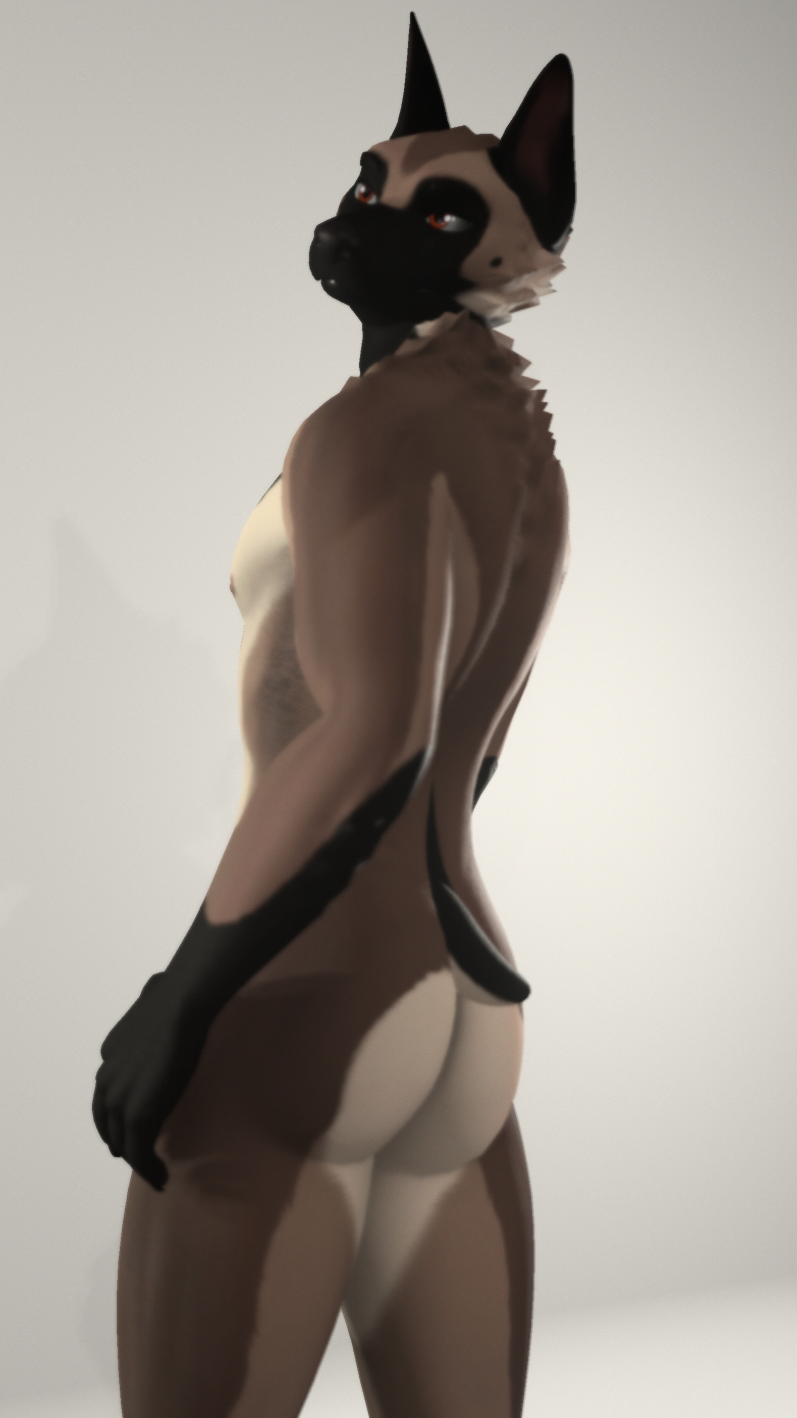 Malinois - Beau Textures