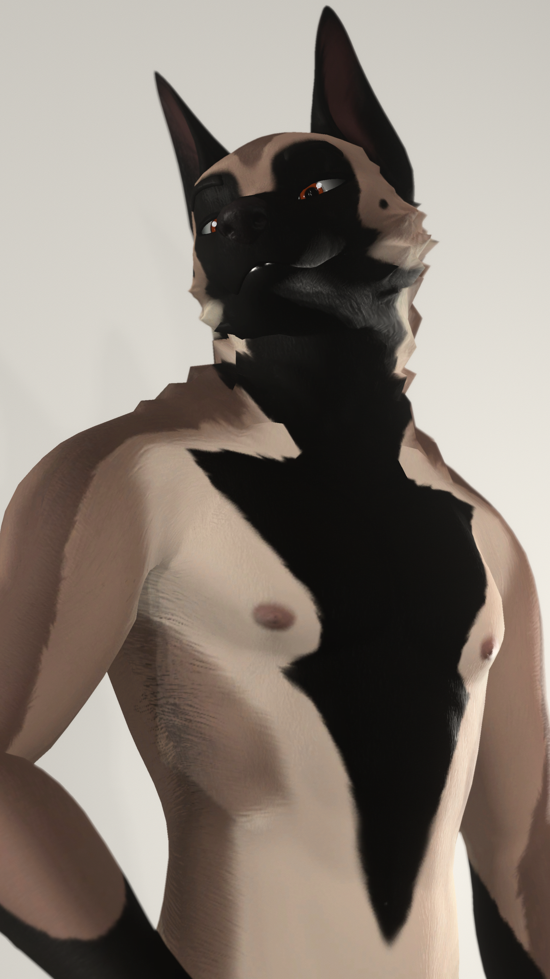 Malinois - Beau Textures