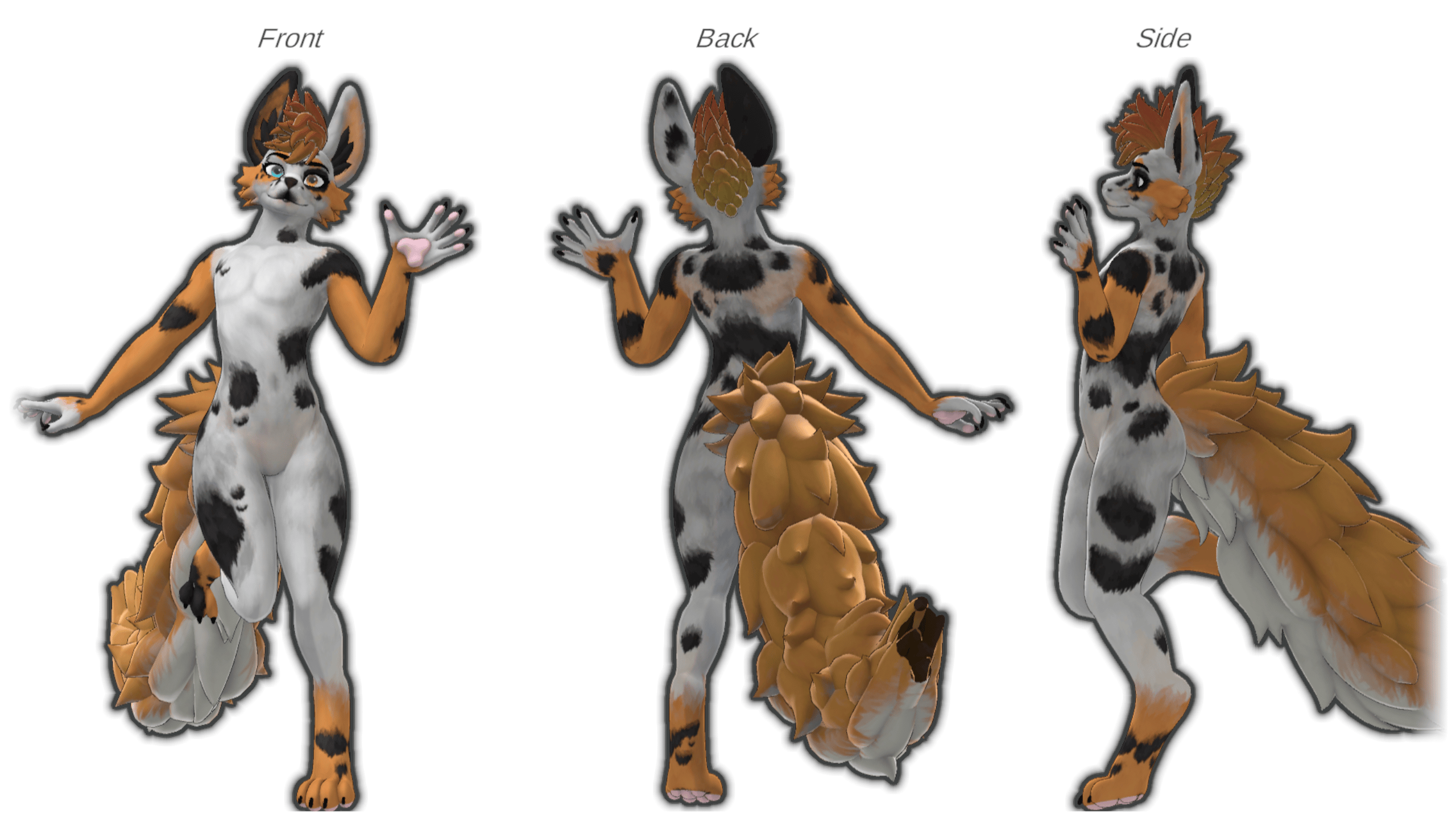 Aussie Shepard Waggan Texture