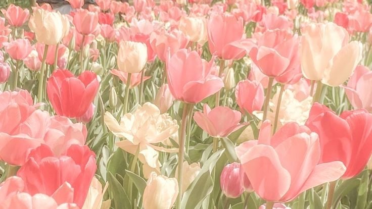 Banner Background