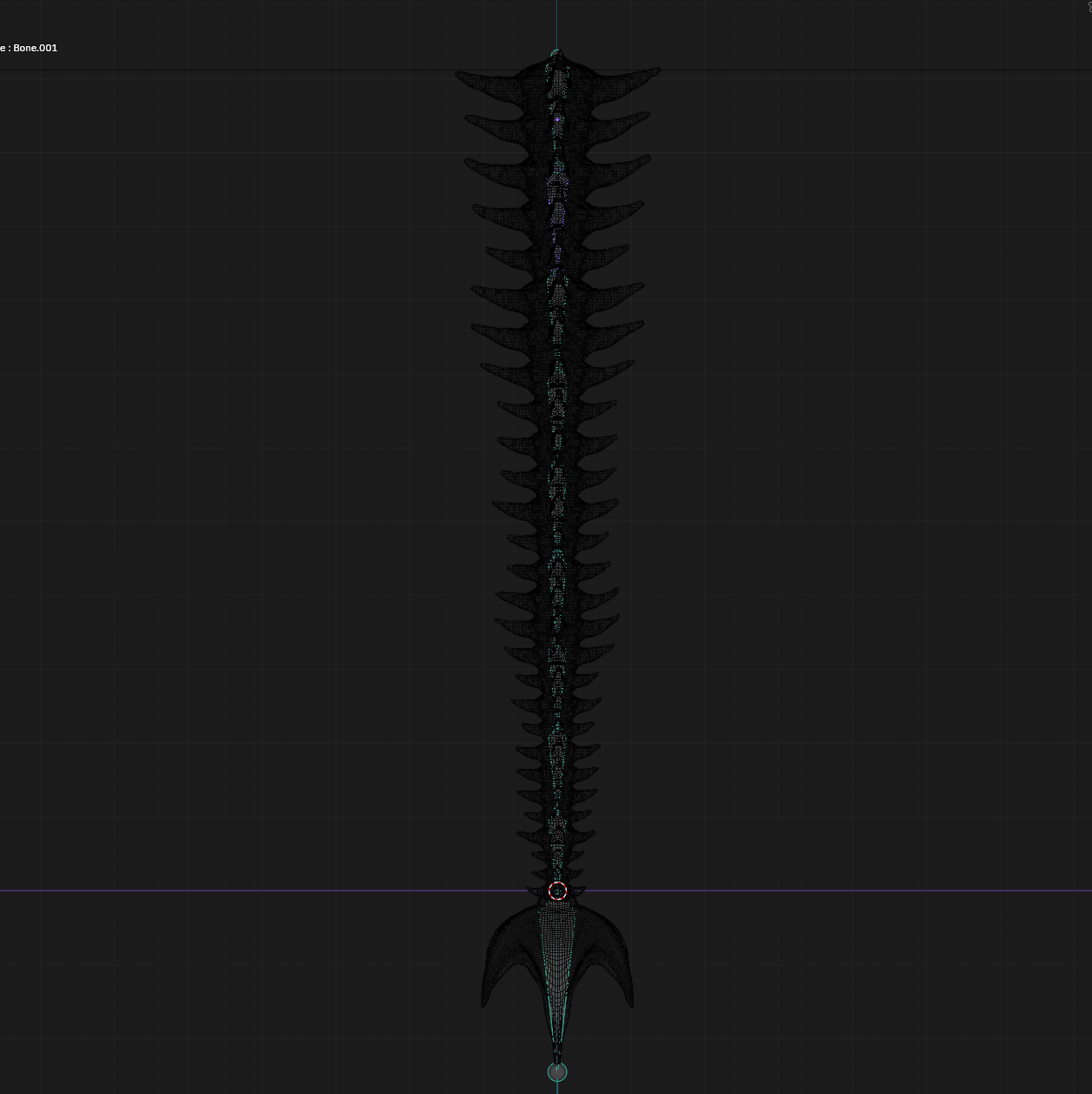 Spinal Cord Tail