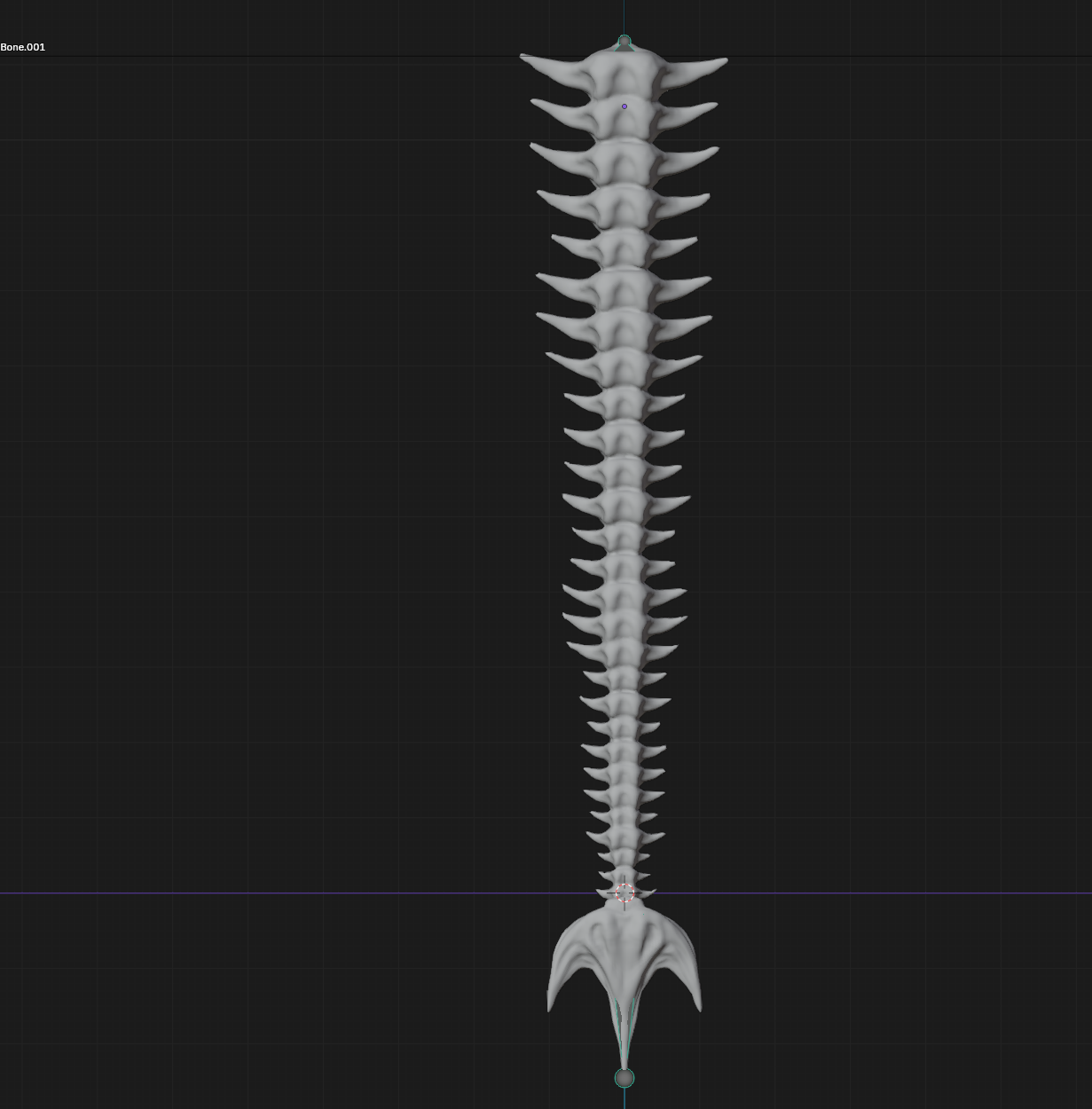 Spinal Cord Tail