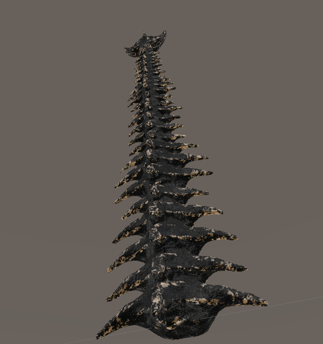 Spinal Cord Tail