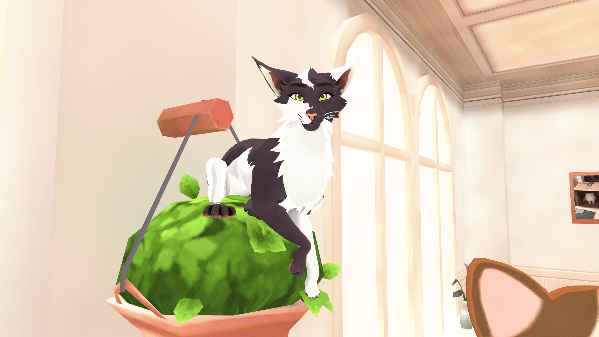 DovaCat