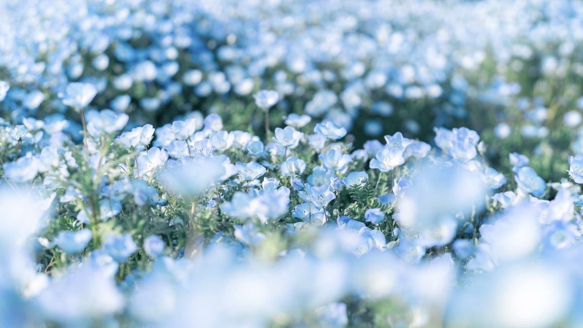 Banner Background