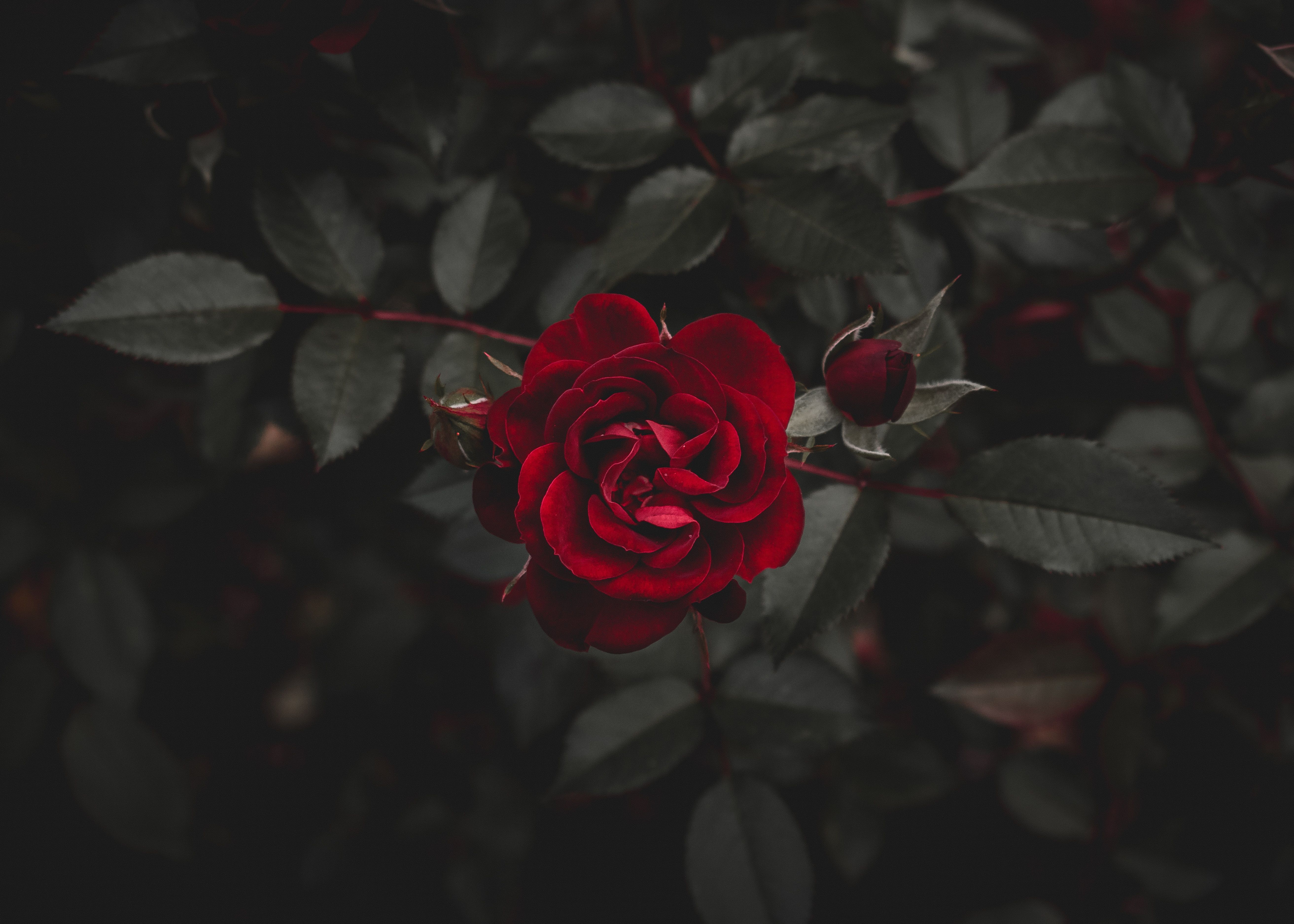Banner Background