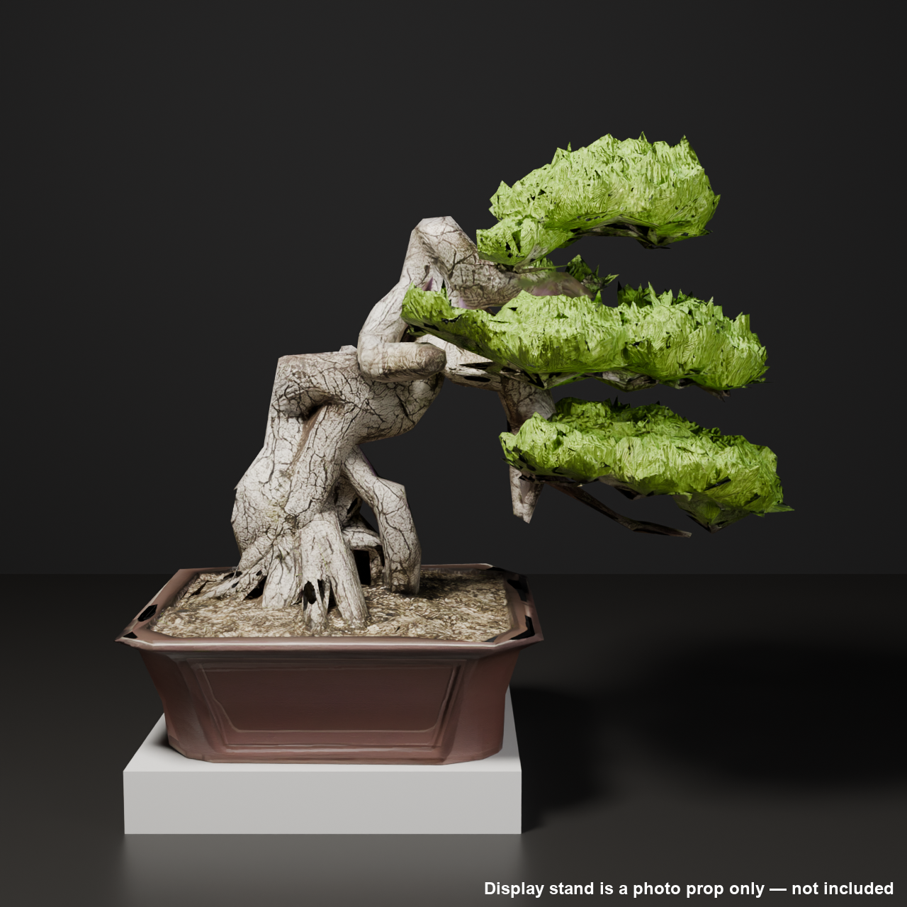 Japanese Bonsai - White Pine in Literati (Bunjin) Style | VRChat World Prop