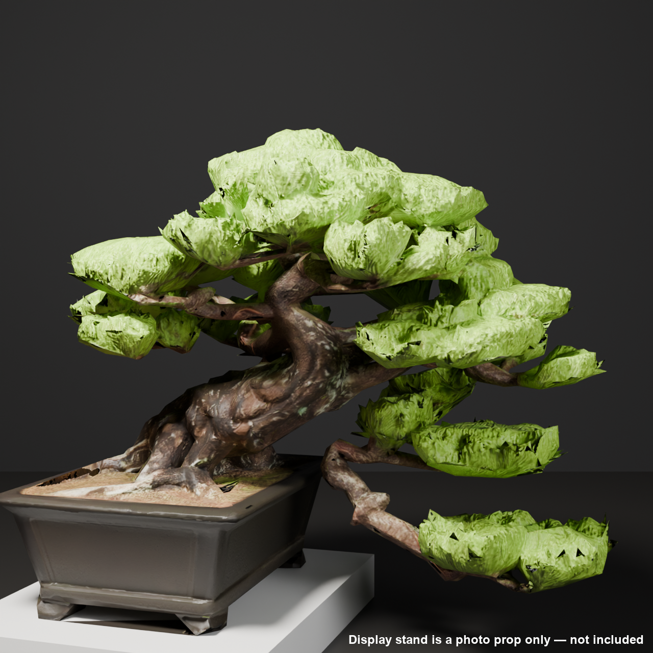 Japanese Bonsai - Red Pine with Cascading Branch | VRChat World Prop