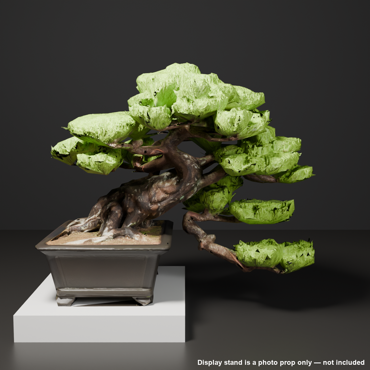 Japanese Bonsai - Red Pine with Cascading Branch | VRChat World Prop