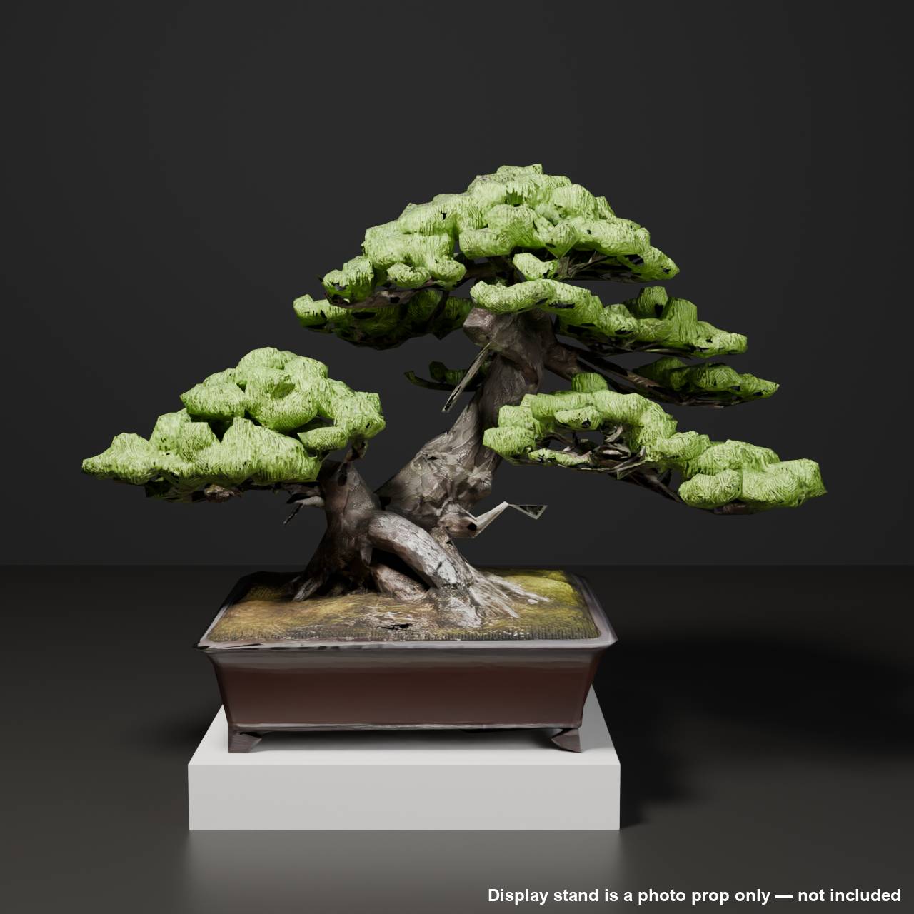 Japanese Bonsai - Black Pine in Twin Trunk (Sokan) Style | VRChat World Prop