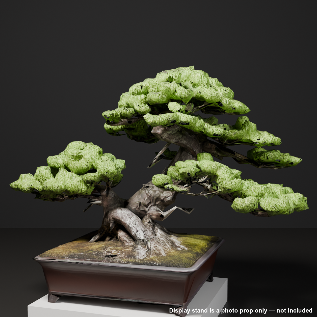 Japanese Bonsai - Black Pine in Twin Trunk (Sokan) Style | VRChat World Prop