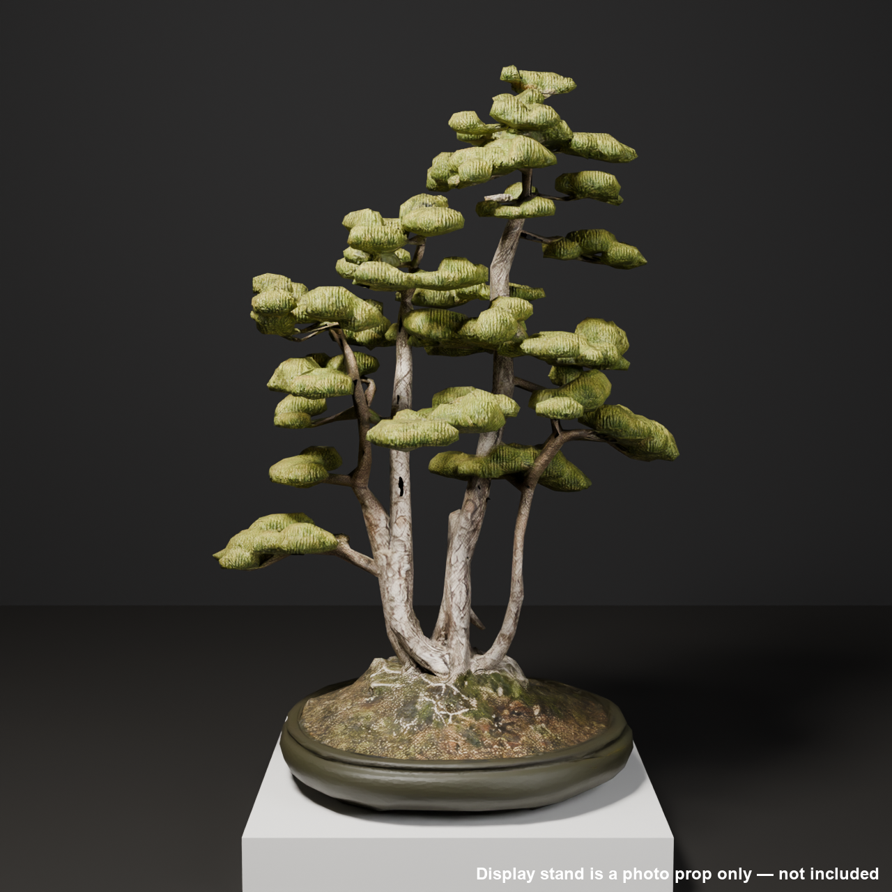 Japanese Bonsai - White Pine in Clump (Kabudachi) Style | VRChat World Prop