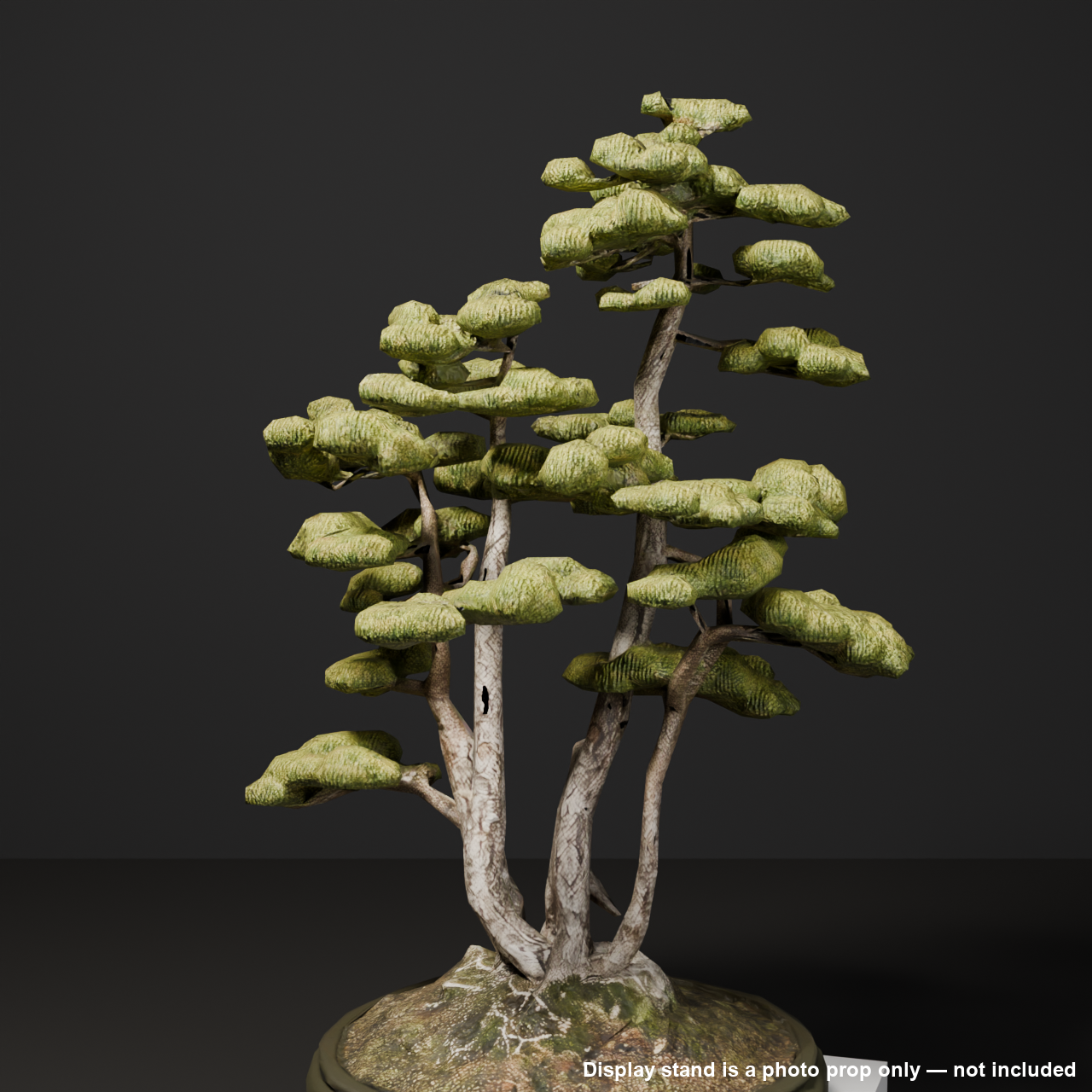 Japanese Bonsai - White Pine in Clump (Kabudachi) Style | VRChat World Prop