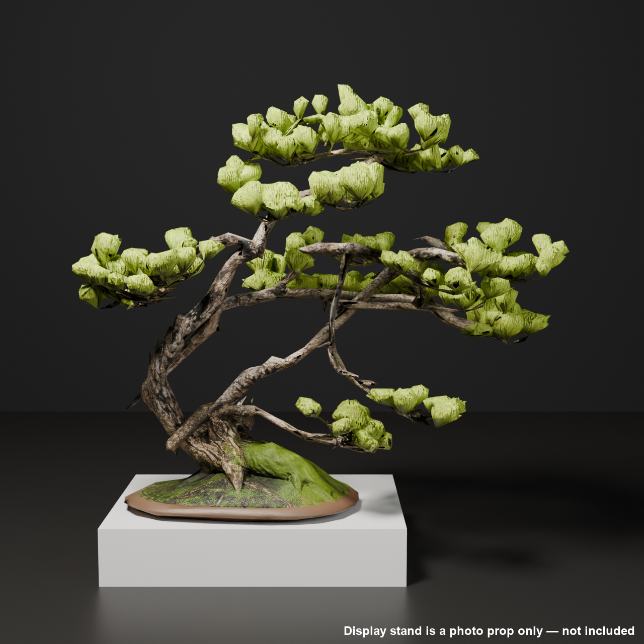 Japanese Bonsai - White Pine with Spring Flush and Lifted Roots | VRChat World Prop