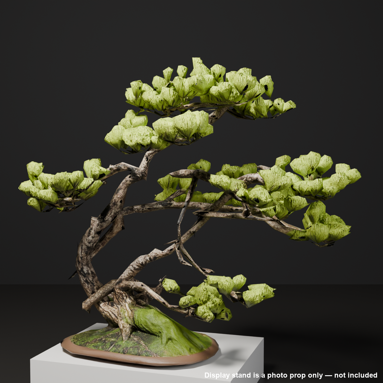 Japanese Bonsai - White Pine with Spring Flush and Lifted Roots | VRChat World Prop