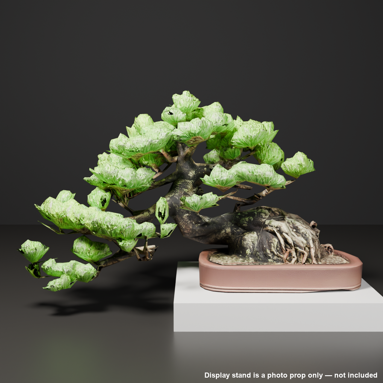Japanese Bonsai - White Pine with a Sweeping Trunk and Bold Root Flare | VRChat World Prop