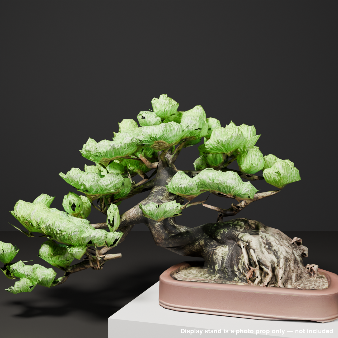 Japanese Bonsai - White Pine with a Sweeping Trunk and Bold Root Flare | VRChat World Prop