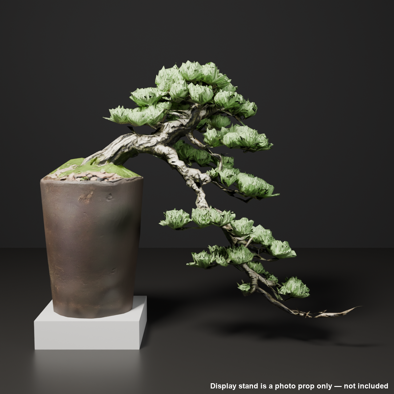 Japanese Bonsai - White Pine with a Long, Wind-Swept Trunk | VRChat World Prop