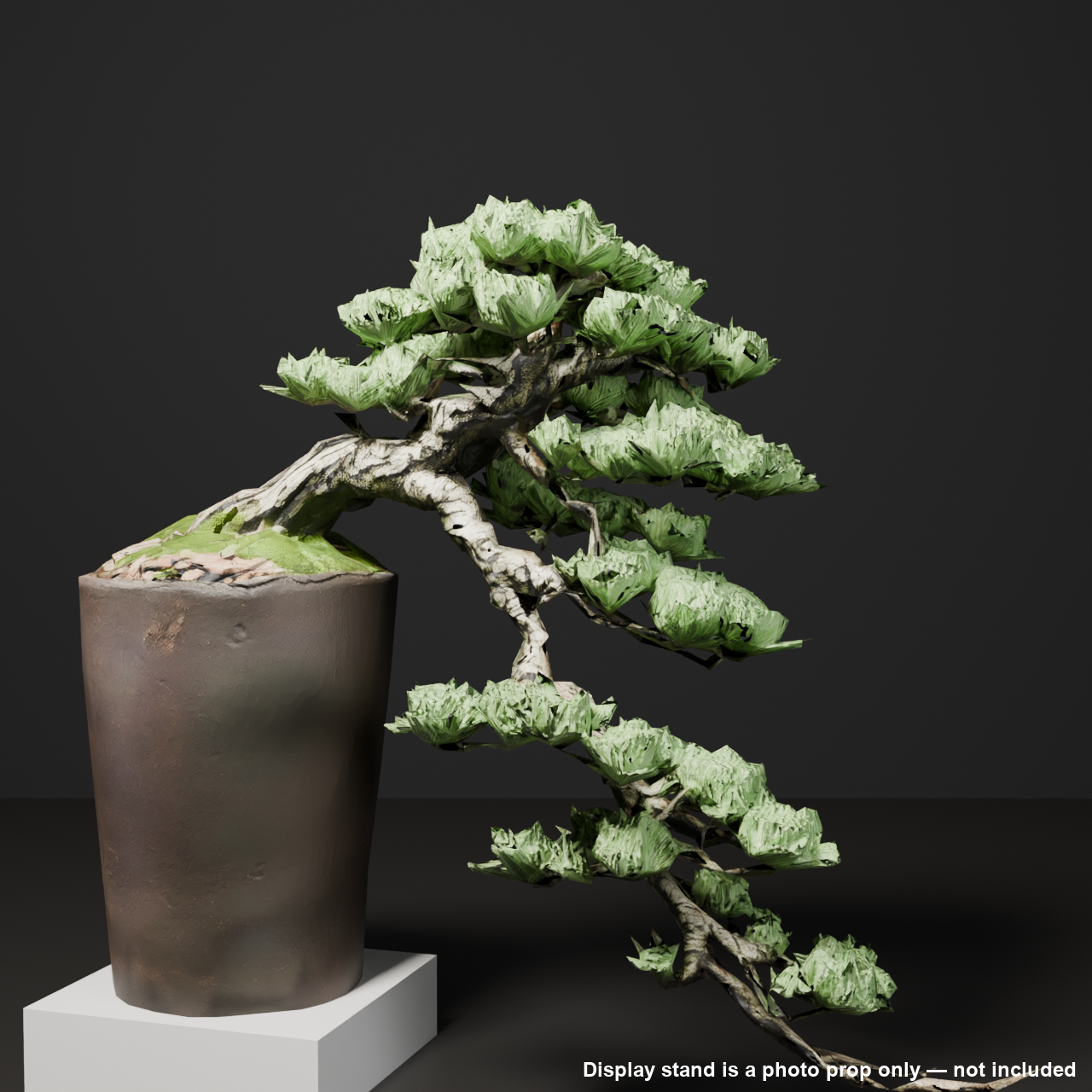 Japanese Bonsai - White Pine with a Long, Wind-Swept Trunk | VRChat World Prop