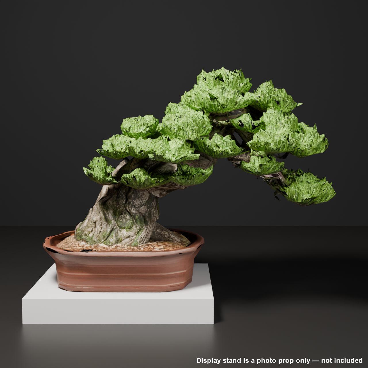 Japanese Bonsai - Black Pine with Bold Exposed Roots (Nebari) | VRChat World Prop