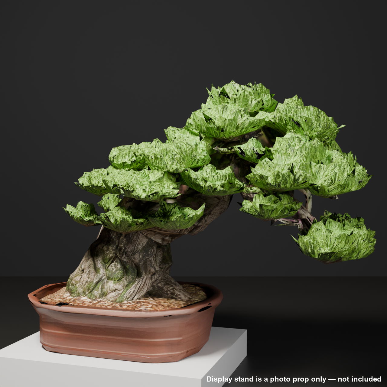 Japanese Bonsai - Black Pine with Bold Exposed Roots (Nebari) | VRChat World Prop