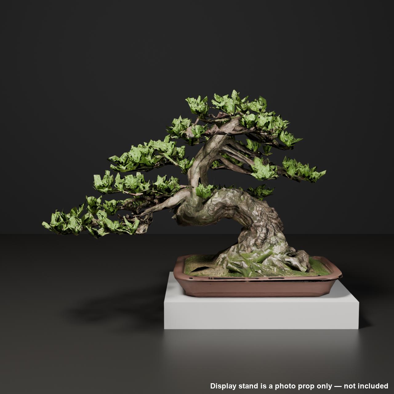 Japanese Bonsai - Black Pine in Slanting-Trunk (Shakan) Style | VRChat World Prop