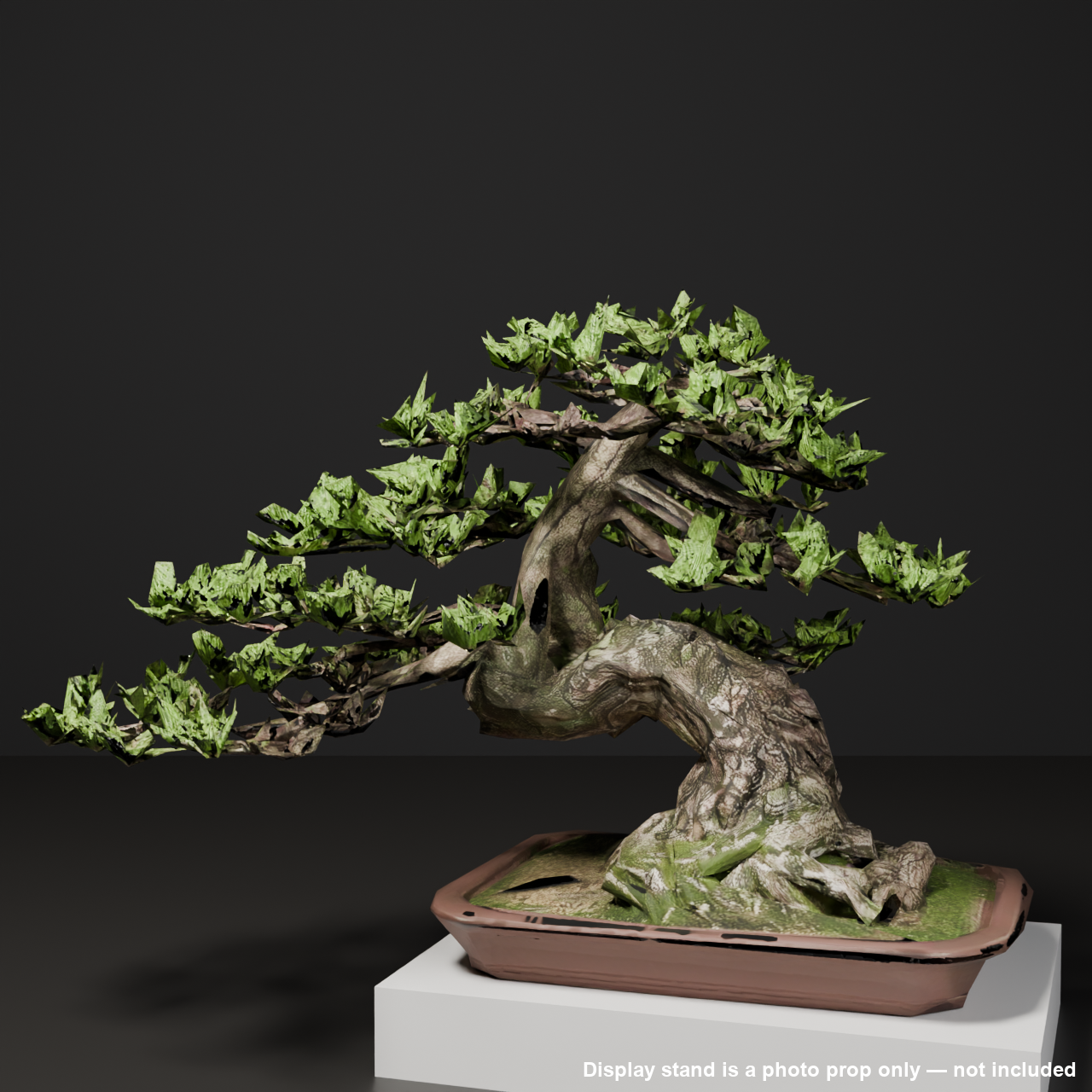 Japanese Bonsai - Black Pine in Slanting-Trunk (Shakan) Style | VRChat World Prop
