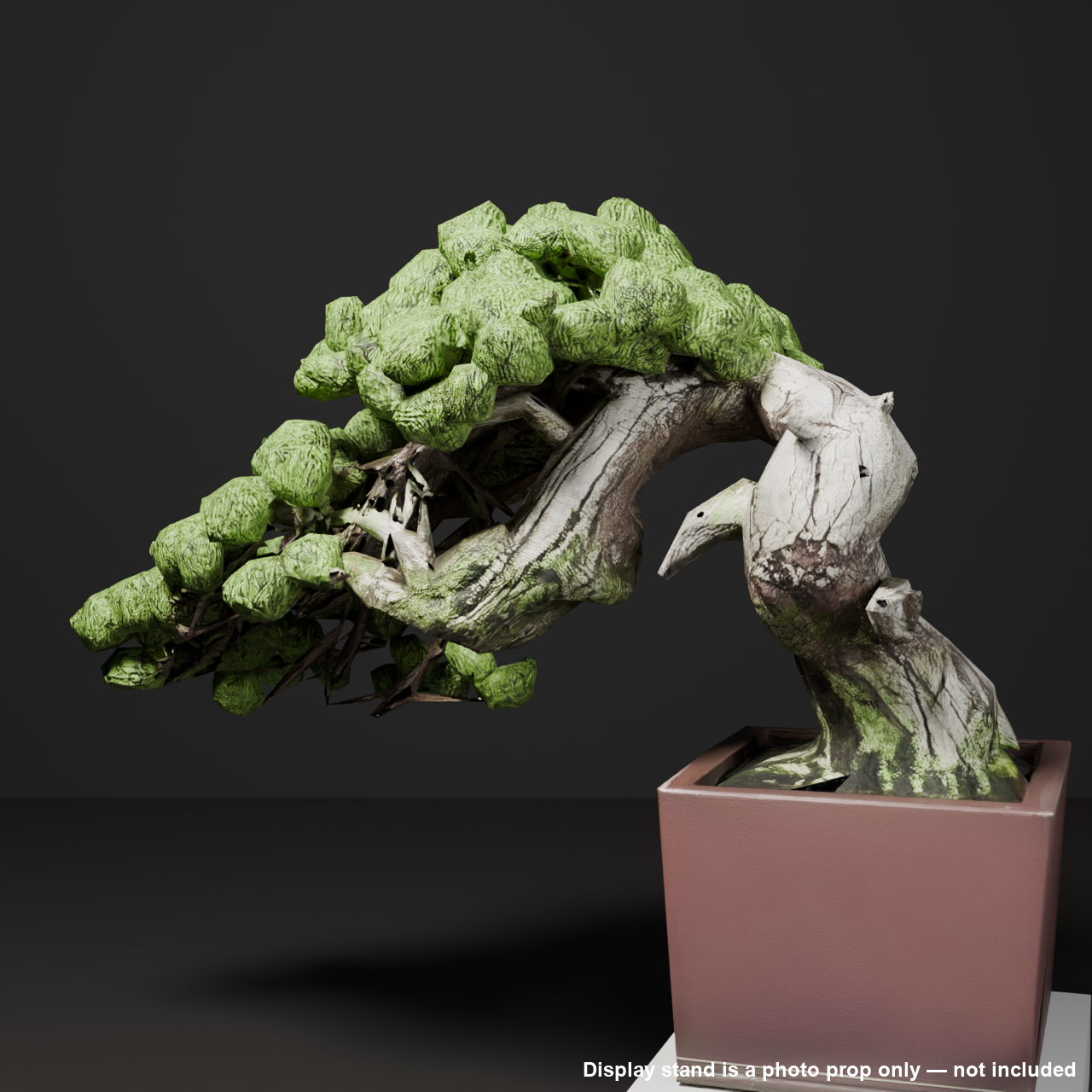 Japanese Bonsai - White Pine with Wide-Spreading Canopy and Deadwood Trunk | VRChat World Prop