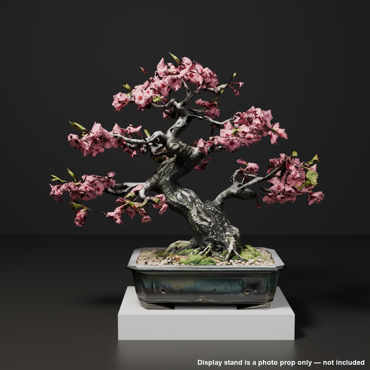 Japanese Bonsai - Cherry Blossom Tree with Layered Double Blooms (Hanagumo) | VRChat World Prop
