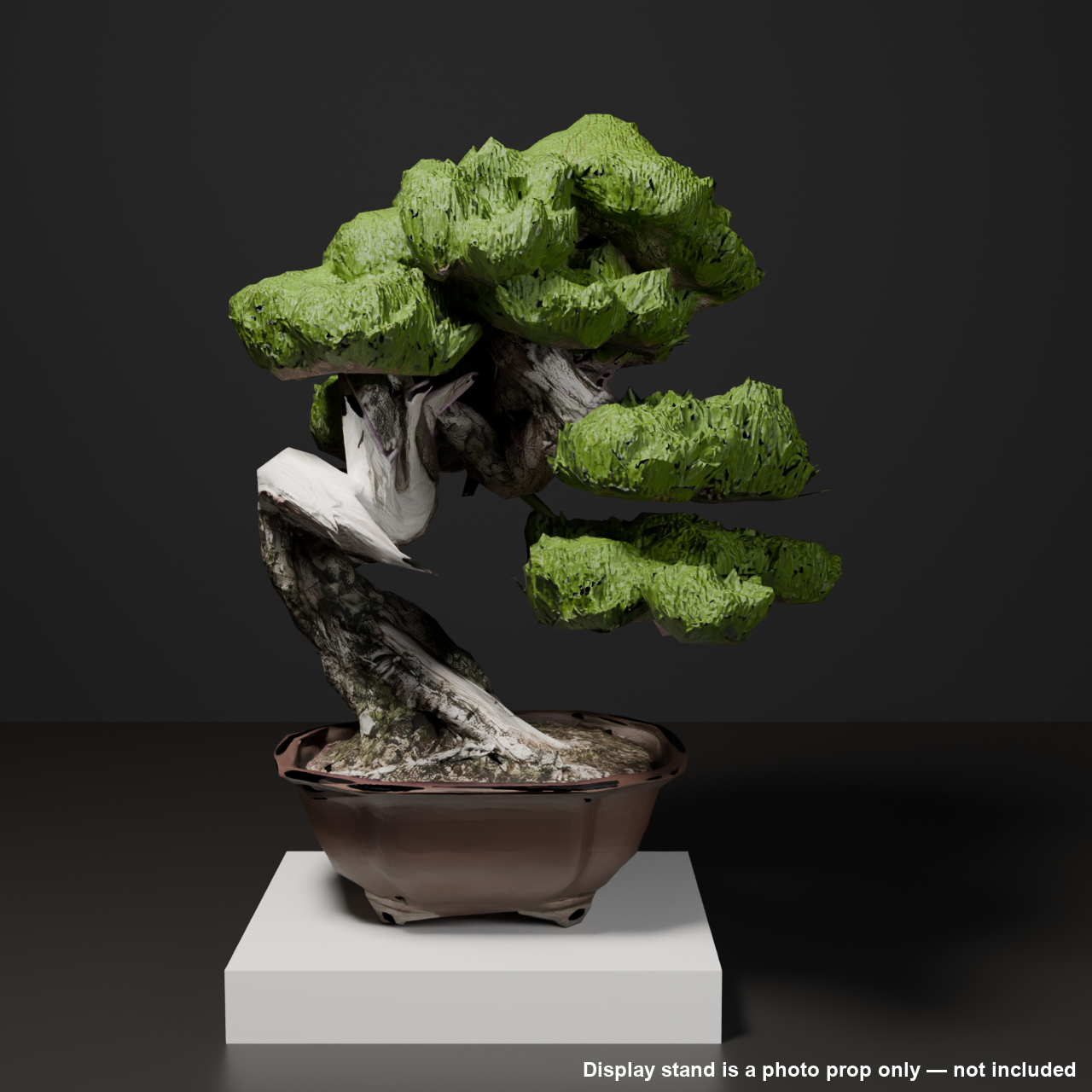 Japanese Bonsai - Black Pine with White Deadwood Branch (Setsurei) | VRChat World Prop
