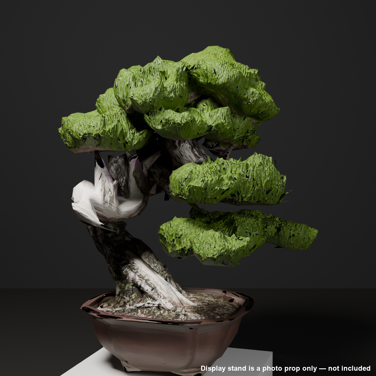 Japanese Bonsai - Black Pine with White Deadwood Branch (Setsurei) | VRChat World Prop