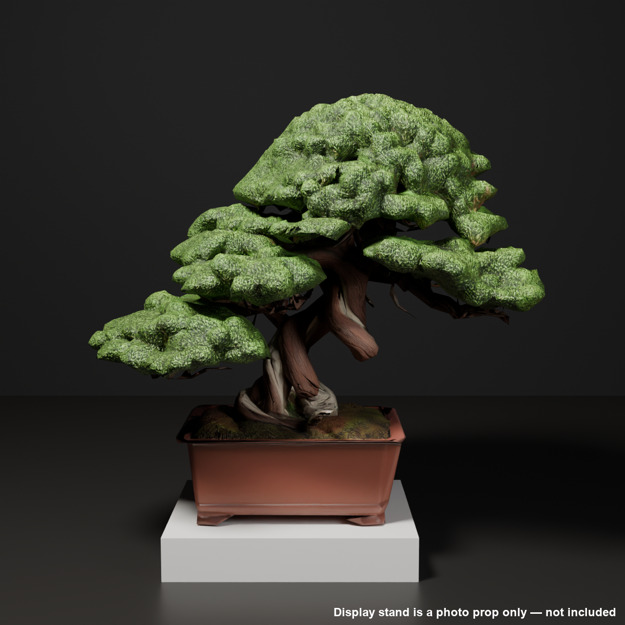 Japanese Bonsai - Large Shimpaku Juniper with Domed Canopy (Suigai) | VRChat World Prop