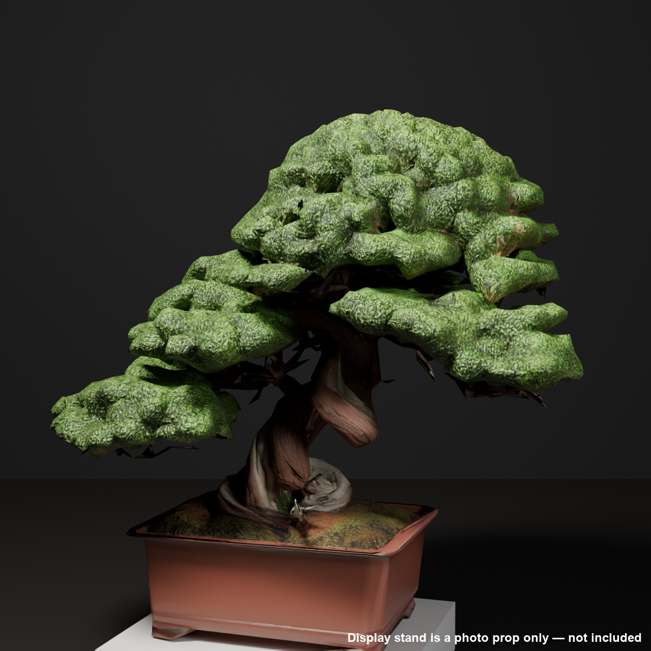 Japanese Bonsai - Large Shimpaku Juniper with Domed Canopy (Suigai) | VRChat World Prop