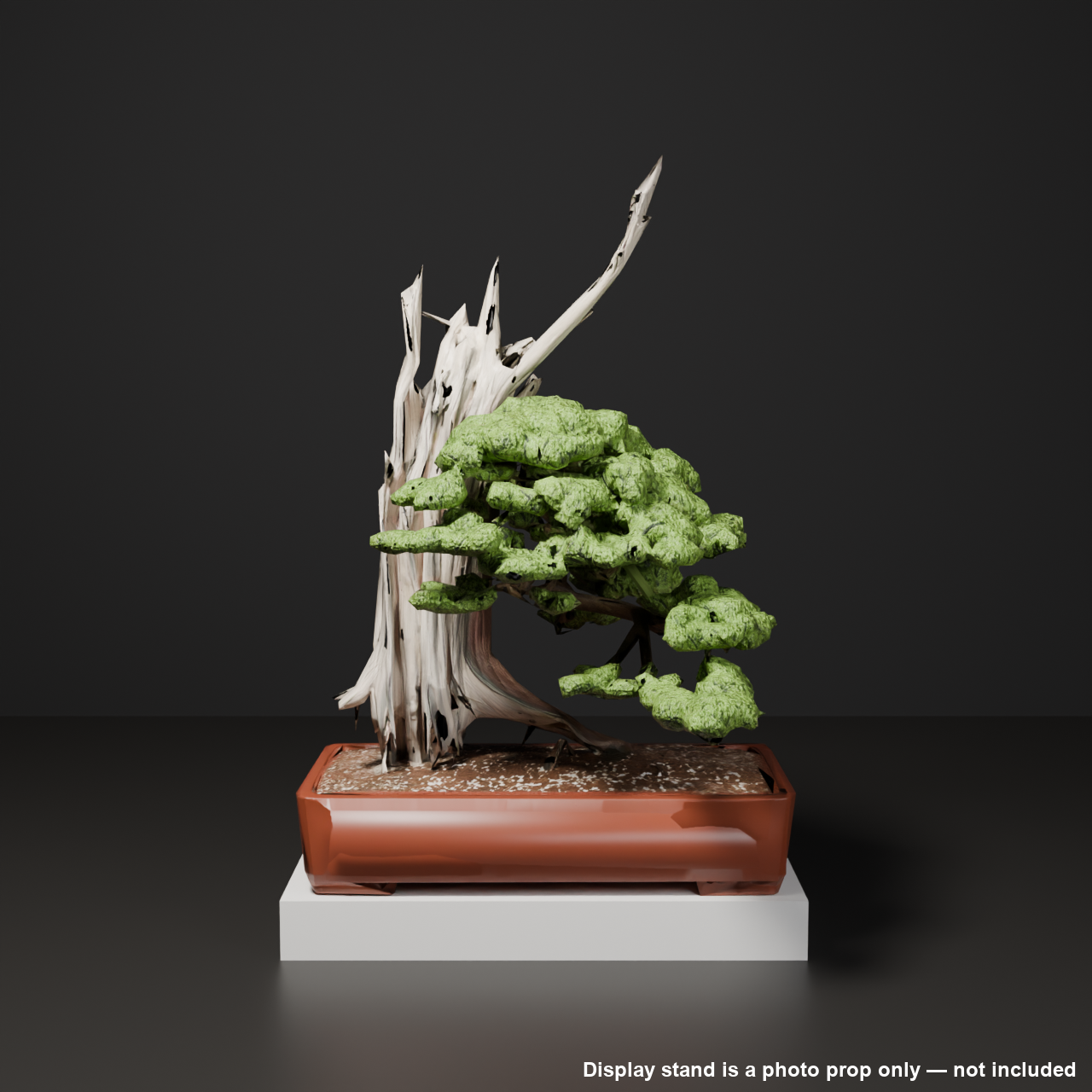 Japanese Bonsai - Large Shimpaku Juniper with Twin Jin (Tategami) | VRChat World Prop