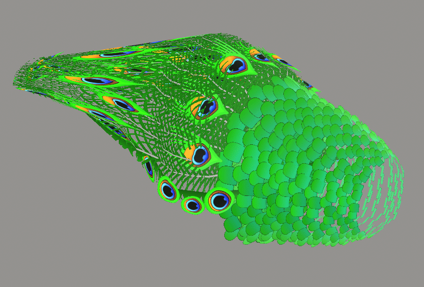 Peacock Tail