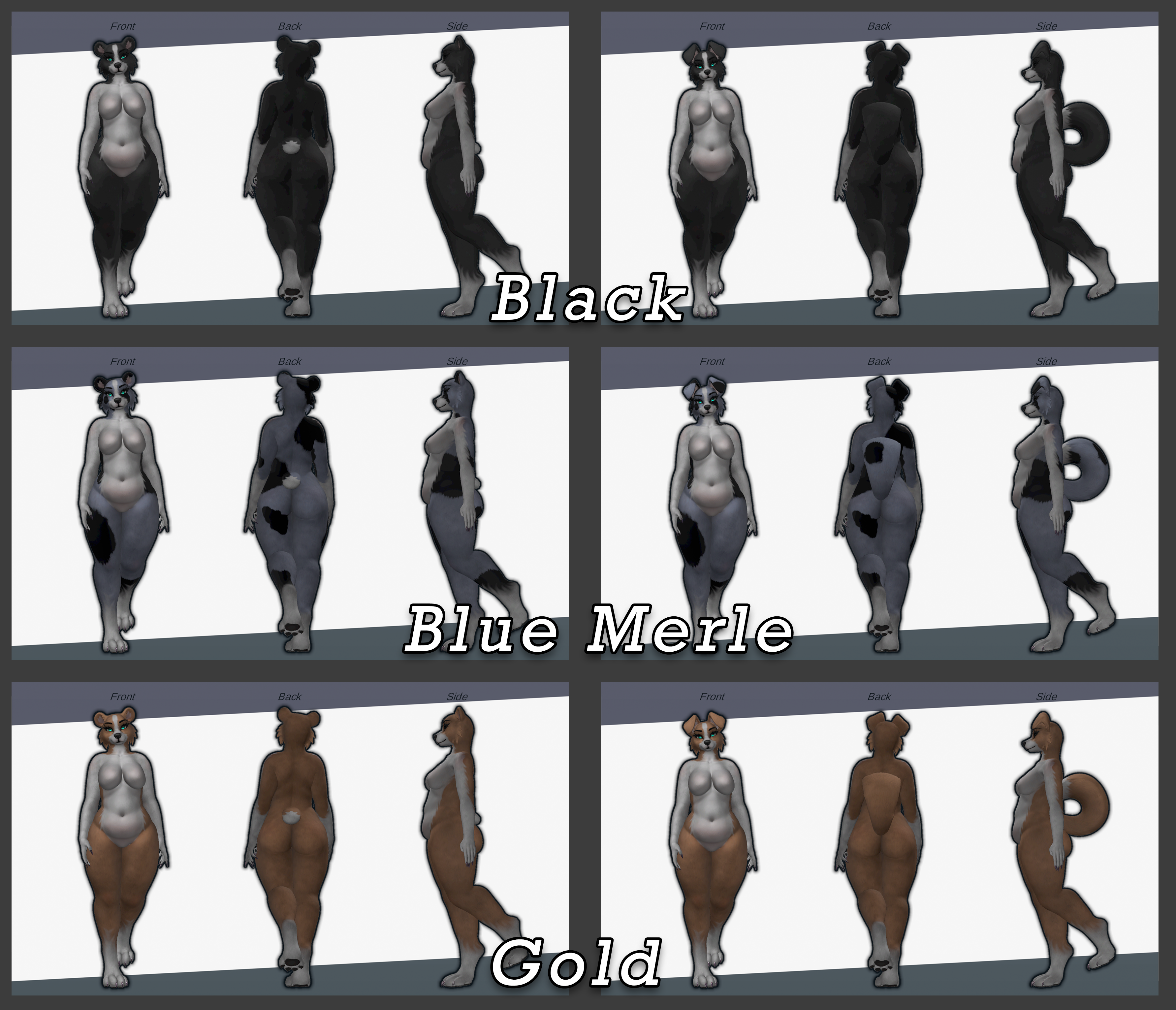 Border Collie Honey Texture