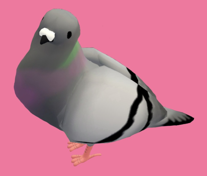 Pigeon