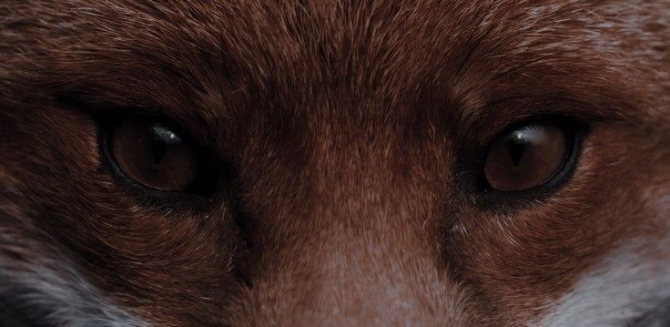 Banner Background