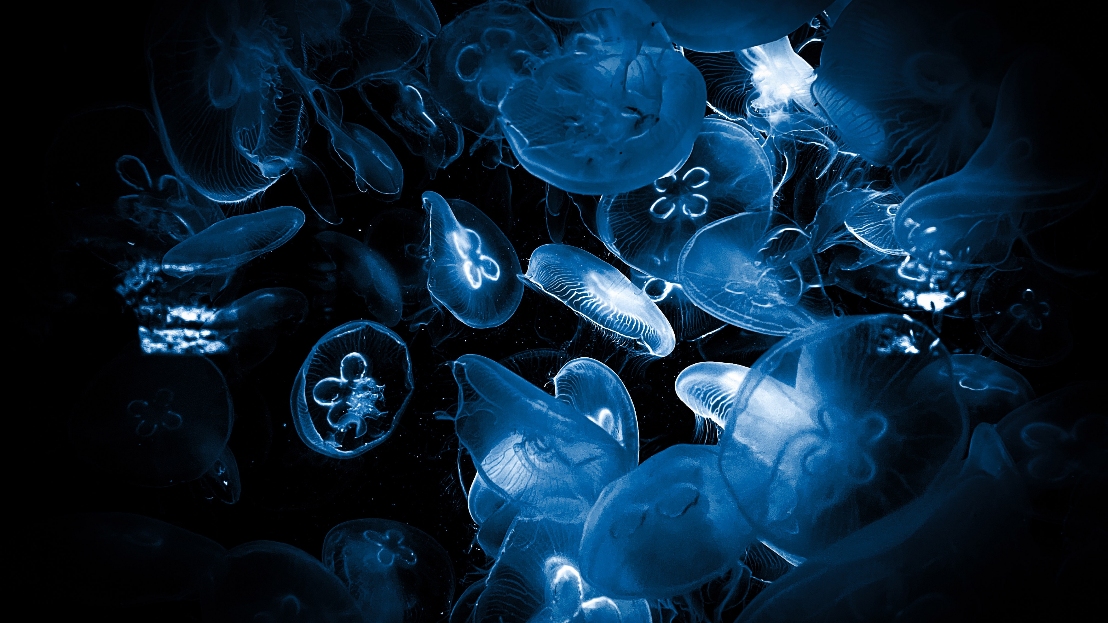 Banner Background