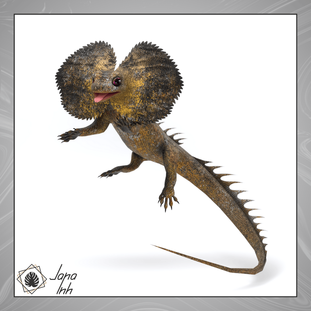 Frilled Lizard Follower