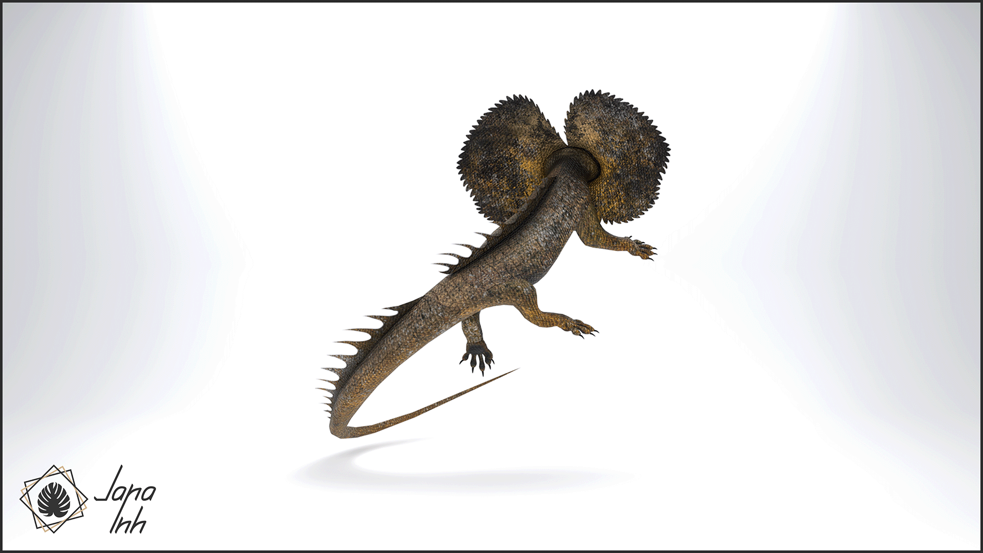 Frilled Lizard Follower