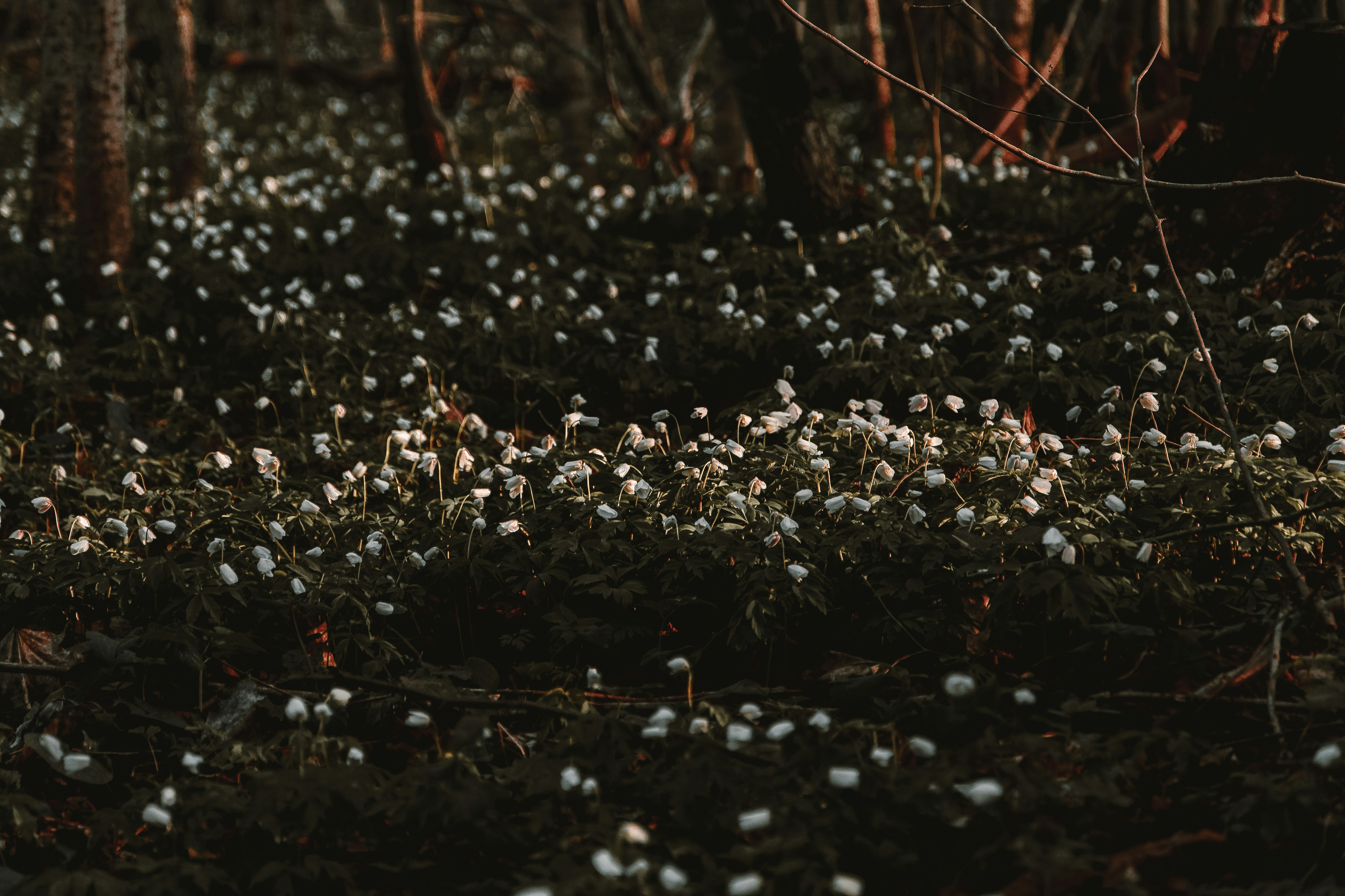 Banner Background