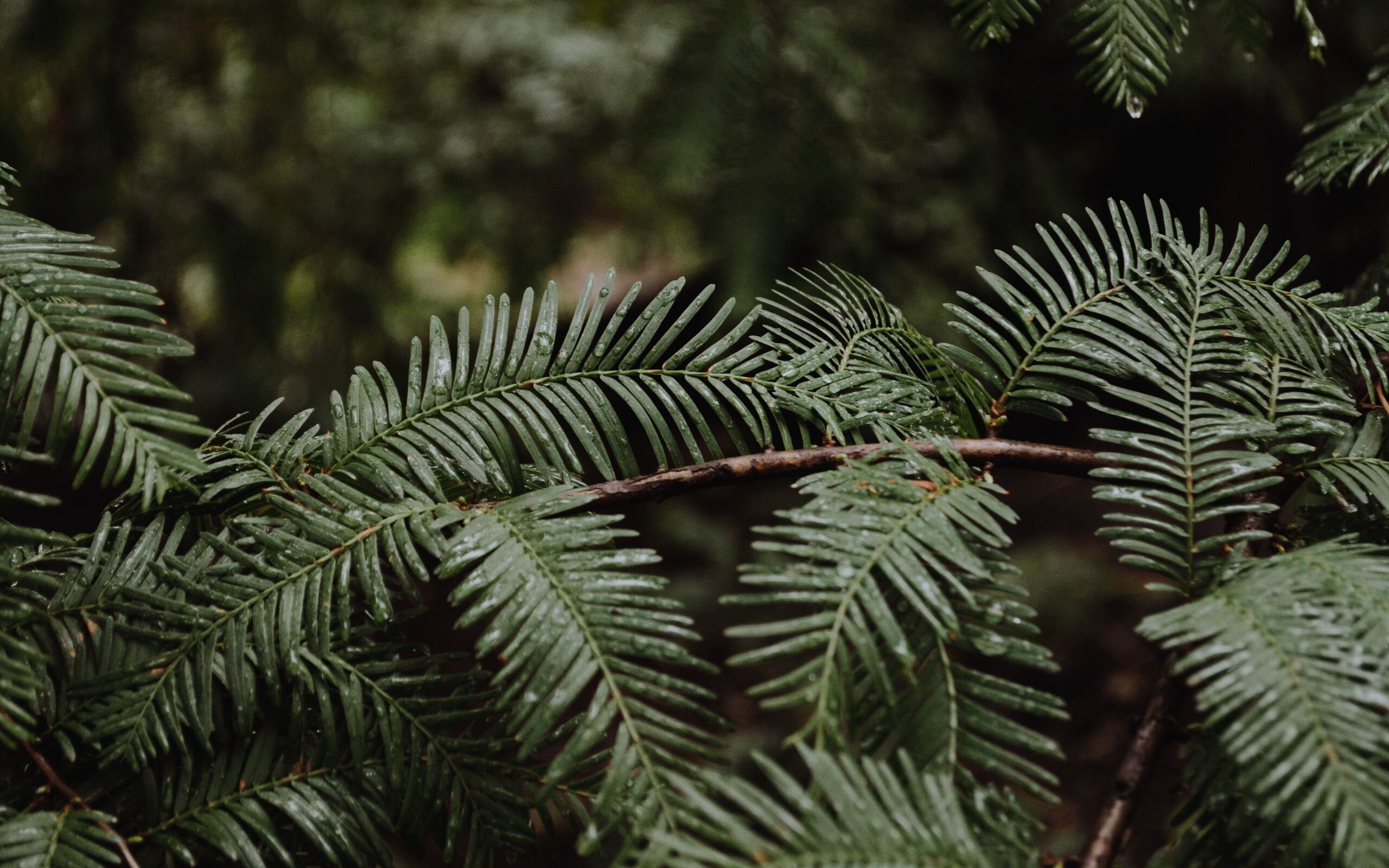 Banner Background