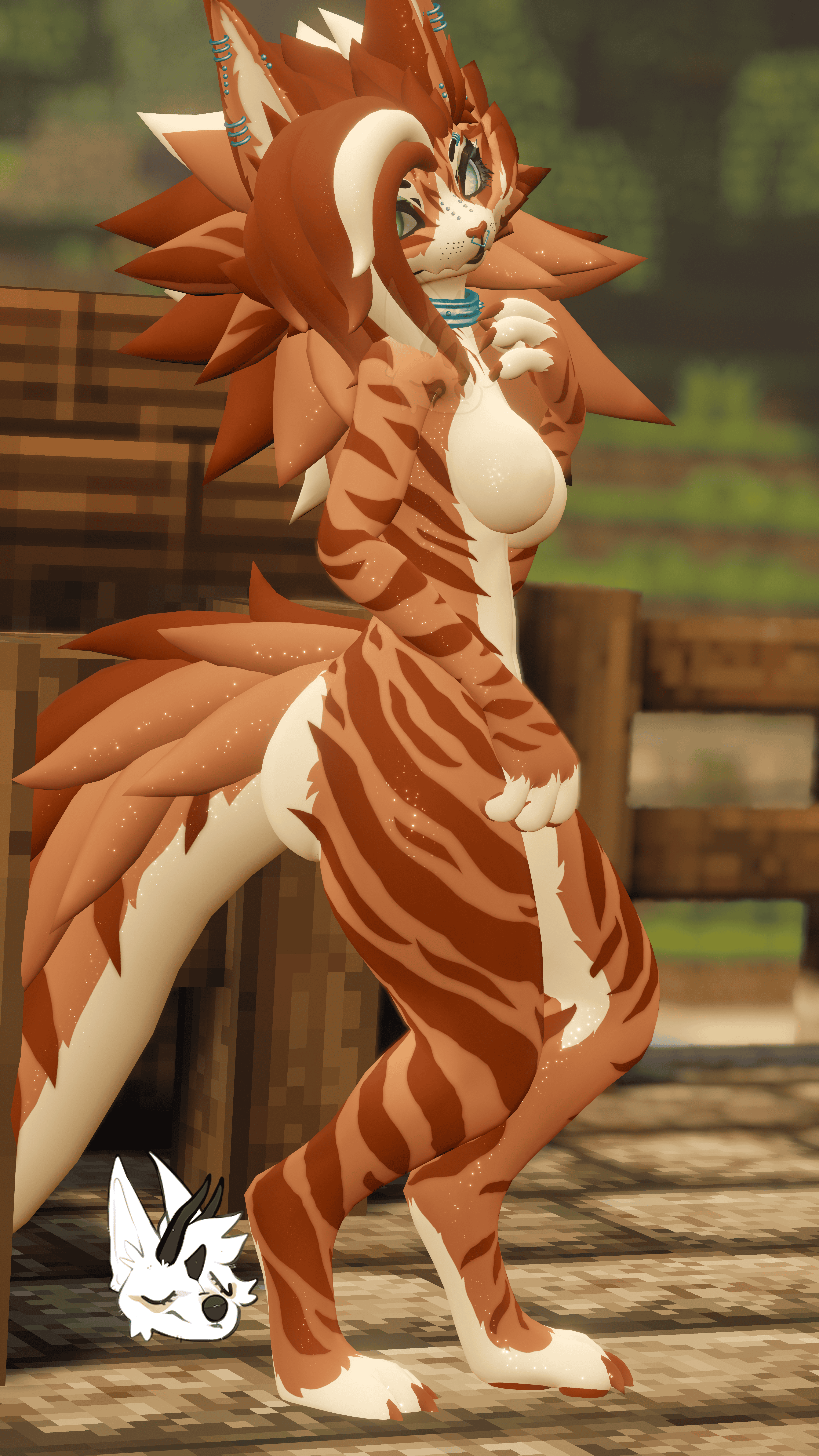 KFN Natural tabby - Ginger