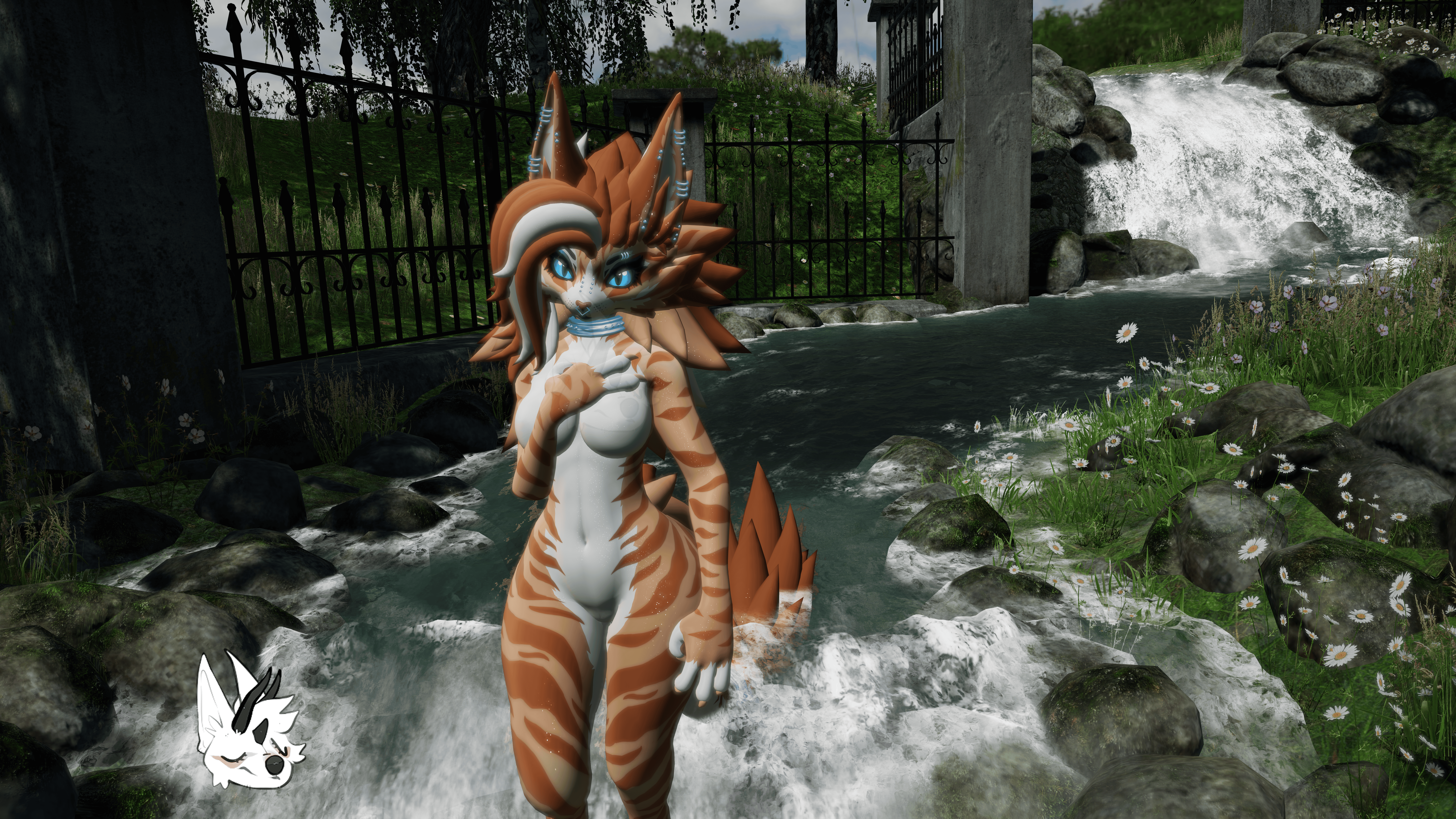 KFN Natural tabby - Orange