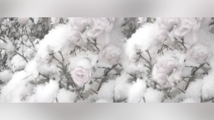 Banner Background
